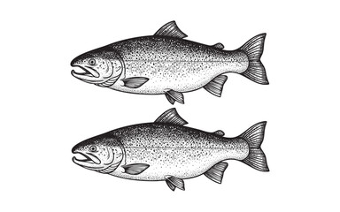 Naklejka premium Pair of Detailed Salmon Fish Vector Engraving Illustration