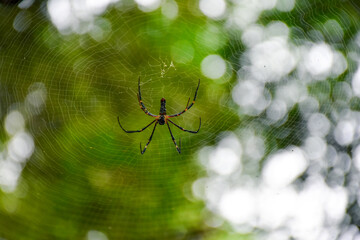 Spider on spider web after rain	