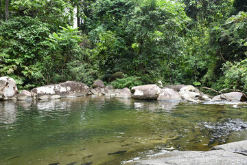 river in the forest