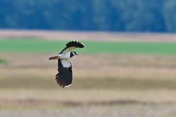 Kiebitz beim Flug über eine Wiese