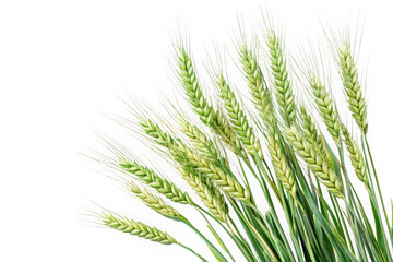 Green wheat stalks png image, grain plant clipart, agriculture field crop, harvest season, farm fresh, wheatgrass, isolated on transparent background