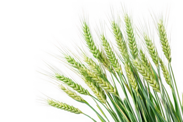 Green wheat stalks png image, grain plant clipart, agriculture field crop, harvest season, farm fresh, wheatgrass, isolated on transparent background