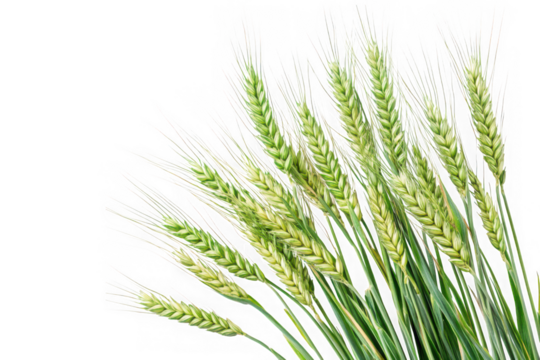 Green wheat stalks png image, grain plant clipart, agriculture field crop, harvest season, farm fresh, wheatgrass, isolated on transparent background