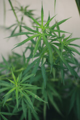 Green marijuana, hemp leaves. Cannabis high quality. Thematic photo to treat patients and drugs...