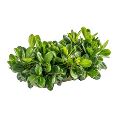 Lush green foliage in a shallow container