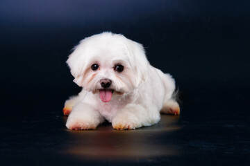 Maltese dog with tongue out looks funny in front of him. Isolate on a black background