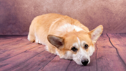 A Welsh Corgi dog is resting quietly in a state of relaxation