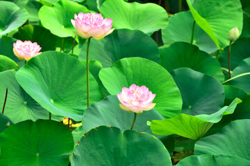 ハスの花