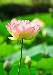 ハスの花