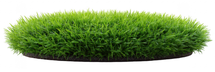 Lush green grass patch