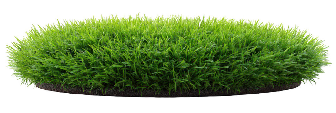 Lush green grass patch