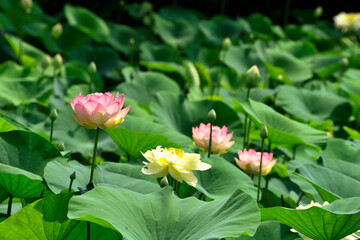 蓮の花