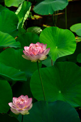 蓮の花