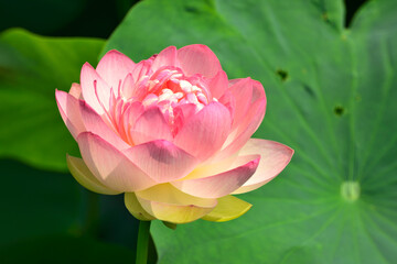 蓮の花