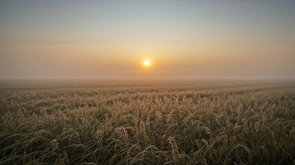 Fog covering grass field at sunrise creating ethereal atmosphere