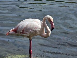 Flamingo Standing in Water