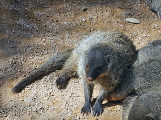 Banded Mongooses on Ground