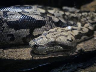 Close-up of Python