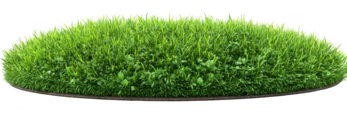 Lush green grass patch (5)