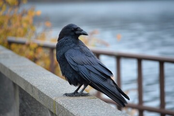 A raven perches on a concrete ledge with a blurred background of water and a wooden fence