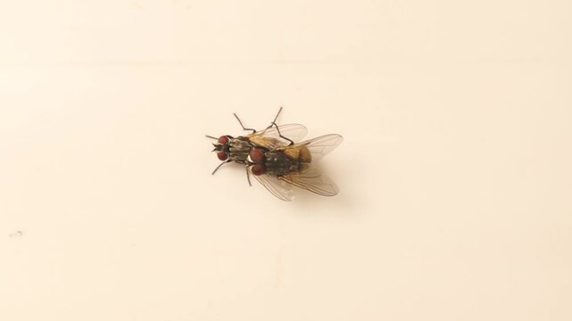 Close-up of a male housefly clinging to a female during mating on an isolated white background. Ideal for biological studies, insect behavior documentation, and educational media.