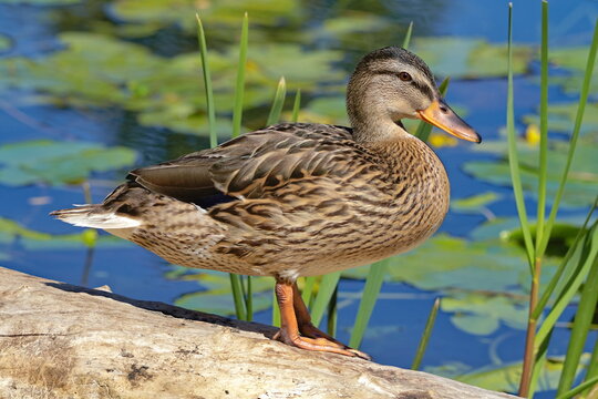female mallard duck
