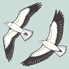 vector illustration of an eagle
