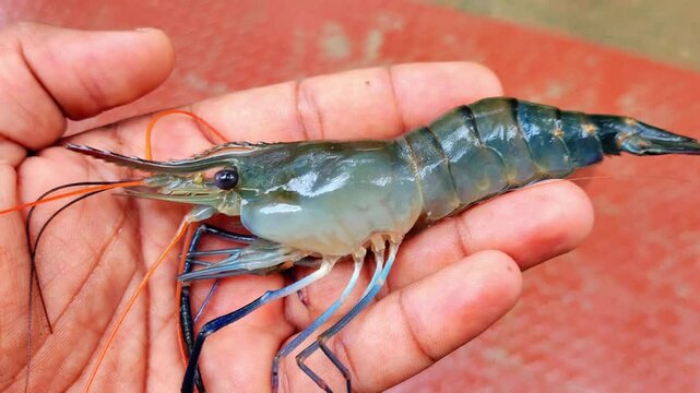 big fresh long blue leg prawn in hand in nice blur background HD