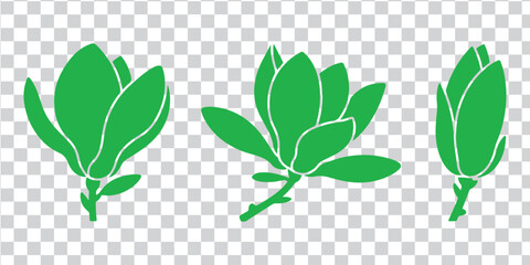 Green magnolia flowers on transparent background floral