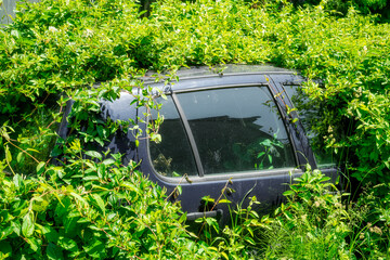 photograph of an old, rusted car completely overgrown by thick, lush green foliage, vines and...