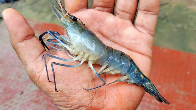 big fresh long blue leg prawn in hand in nice blur background HD