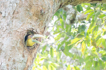 bird