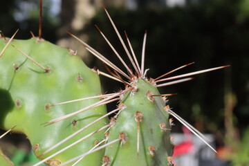 Opuntia Hybride Snowball kaktus opuncja