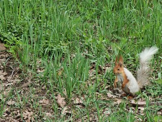 cute squirrel in the forest
