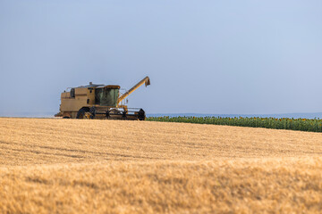 Fototapeta premium Combine harvester in field wheat