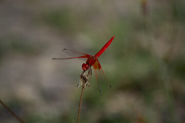 a dragonfly perched on a flower