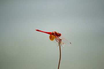 a dragonfly perched on a flower