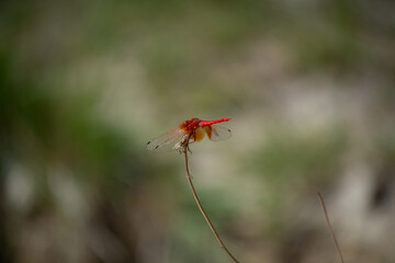 a dragonfly perched on a flower