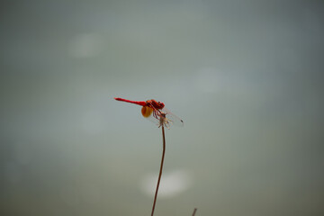 a dragonfly perched on a flower