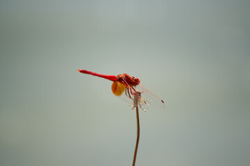 a dragonfly perched on a flower