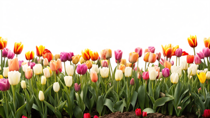 Colorful tulips blooming in spring isolated on a transparent background