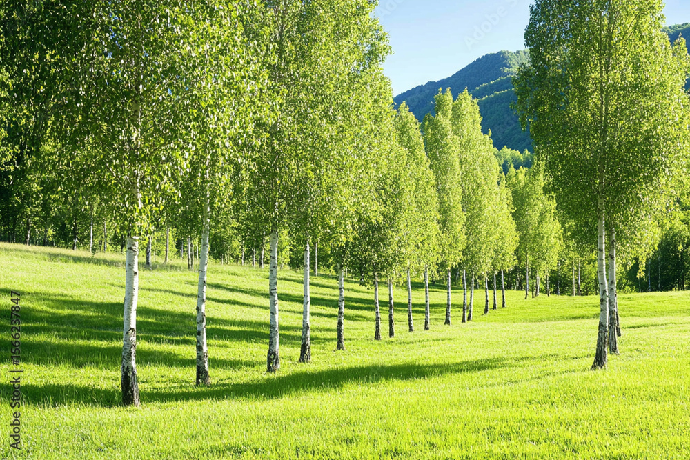Poster rows of trees create a pathway leading into the distance