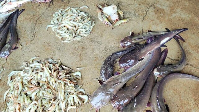 lots of magur clarias catfish sale in Indian fish market