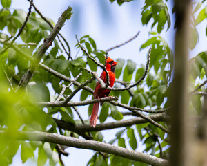 Male Northern Cardinal (Cardinalis cardinalis) in Full Plumage Perched in a Forest