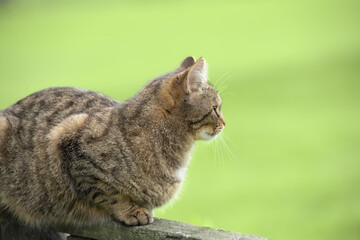 Curious tabby cat resting on a wooden fence in a green garden during a sunny afternoon