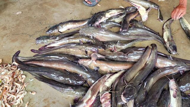 lots of magur clarias catfish sale in Indian fish market