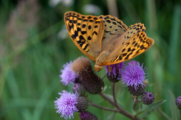 Speyeria aglaia sits on a purple flower in greenery.