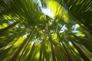Fototapeta premium Moving upward through vibrant palm tree canopies on a bright sunny day, Camera looks up as it moves past rows a palm trees