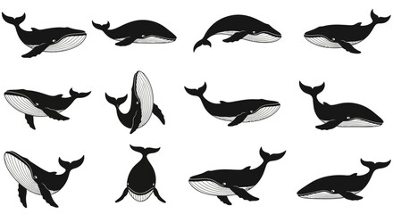 Various whale illustrations in different poses and angles  
