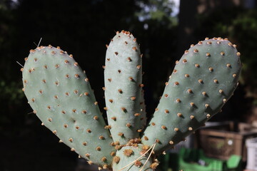 Opuntia aurea Kanab Utah kAKTUS OPUNCJA